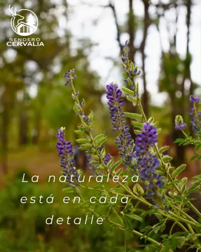 Terreno en venta en Atemajac de Brizuela - foto 5