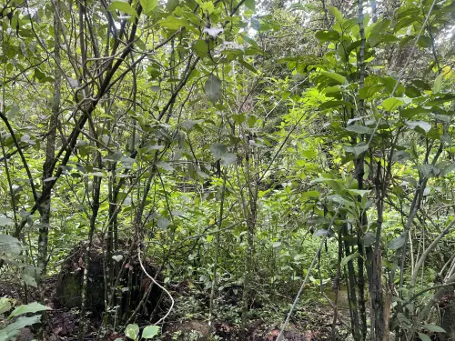 Terreno en venta en Xico - foto 5