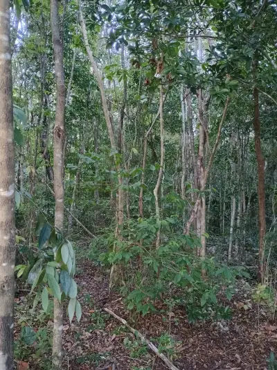 Hectarea en Puerto Morelos