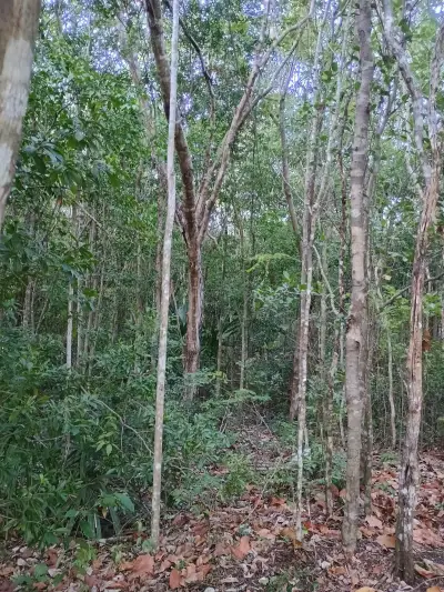 Terreno en venta en Puerto Morelos - foto 3