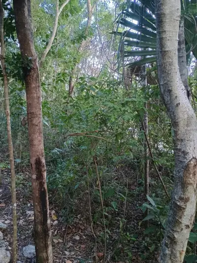 Terreno en venta en Puerto Morelos - foto 2