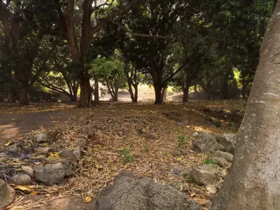 Terreno en Actopan, chicuasen 300m2 con palos de mango.