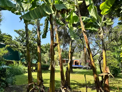 Hermosa casa con alberca en venta en Xochitepec