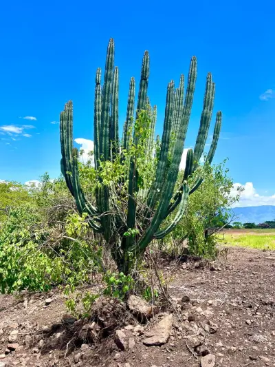 Terreno en venta en Jocotepec - foto 2