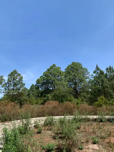 Terreno en venta en Tapalpa - foto 5
