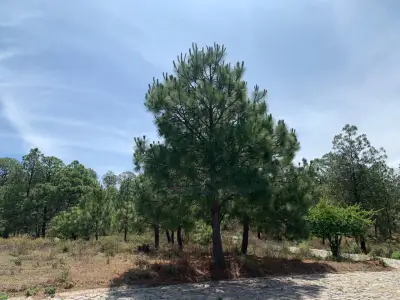 Terreno en venta en Tapalpa - foto 3