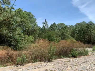 Terreno en venta en Tapalpa - foto 4