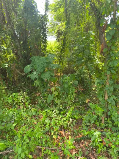Terreno en venta en Centro - foto 5