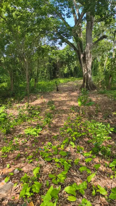 Terreno en venta en Centro - foto 3