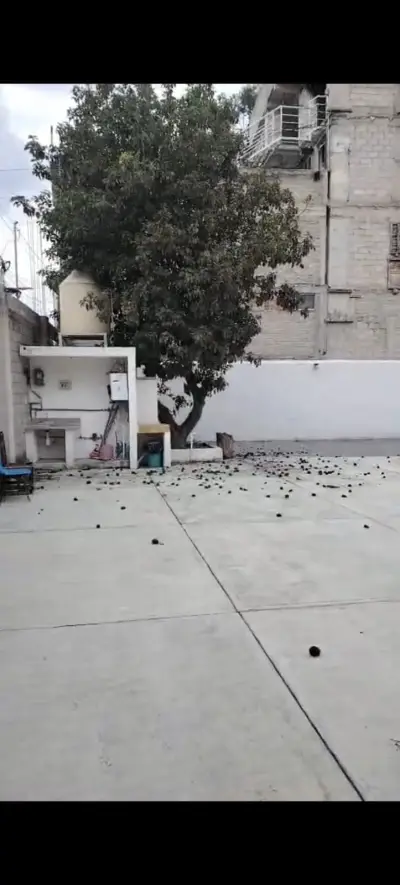 Terreno en renta en Coyoacán - foto 4