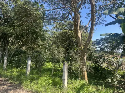 Terreno con caña