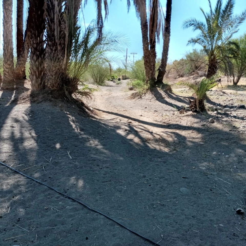 HUERTA EN SAN IGNACIO BCS