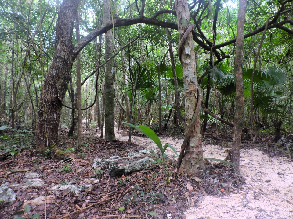 PUERTO MORELOS RUTA CENOTES KM15 ESCRITURA T DIRECTO ESQUIN 